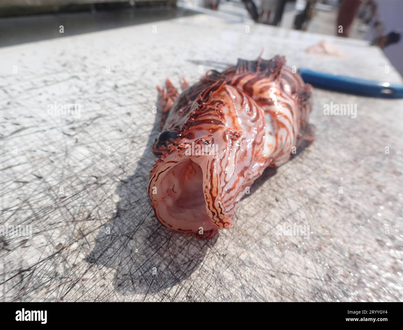 Poisson-lion rouge du Pacifique (Pterois volitans), site de plongée Amber Jack, destin, Panhandle, Golfe du Mexique, Floride, ÉTATS-UNIS. Cette espèce envahissante cause grand Banque D'Images