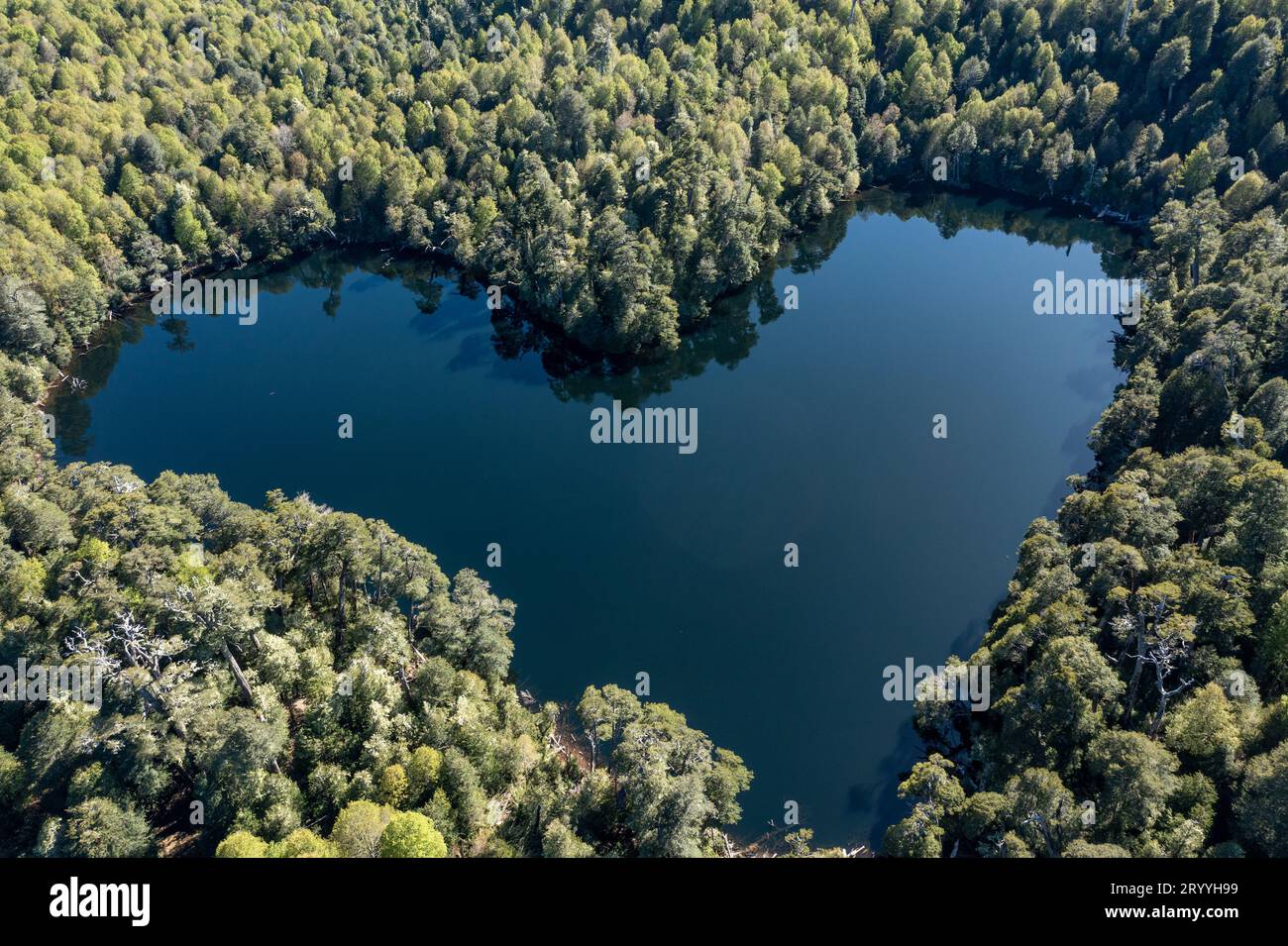 Heart Lagoon, Laguna Corazon, Chili. Drone top down View Go lagon avec la forme d'un cœur entouré de forêt, près de Liquine, Banque D'Images