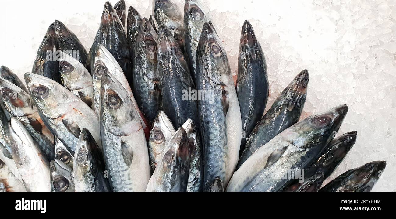 Maquereau sur glace au supermarché. Poisson japonais congelé cru mort appelé Saba pour la cuisine. Eau salée de mer fraîche déballage scomber Banque D'Images