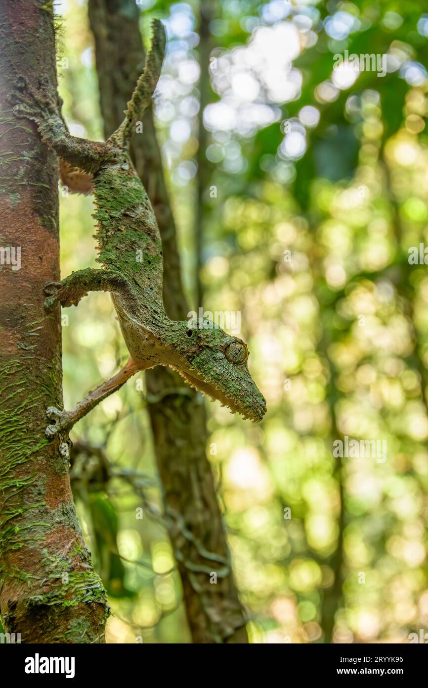 Gecko à queue de feuilles de mousse, Uroplatus sikorae, Parc national de Ranomafana, Madagascar Banque D'Images