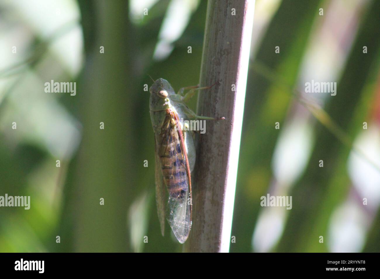 Cigales assis sur une tige dans le jardin appelant Banque D'Images