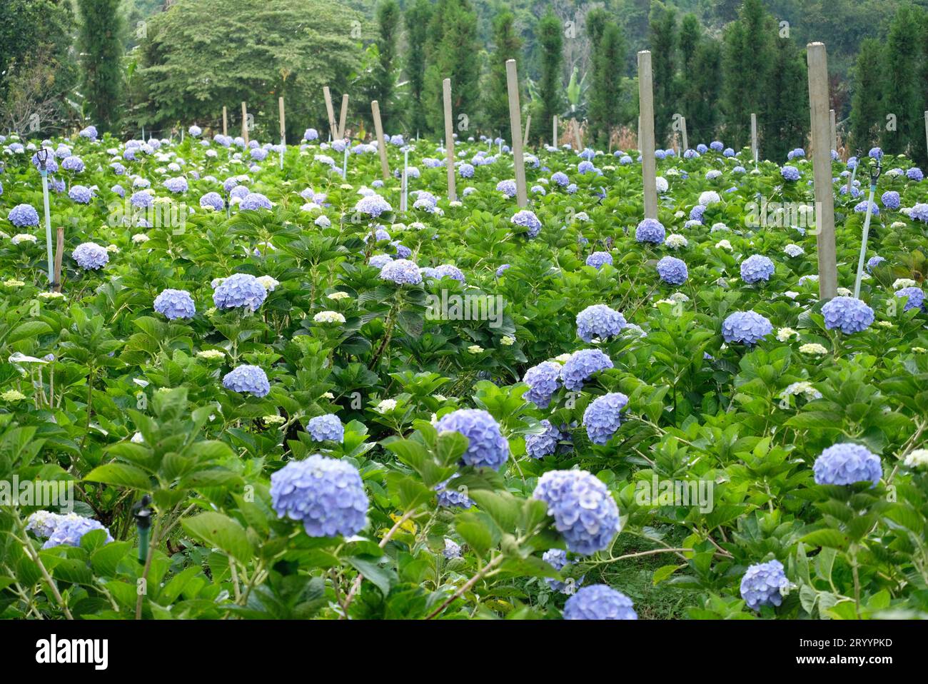 Photographie de voyage prendre des photos dans le jardin hortensia. Banque D'Images