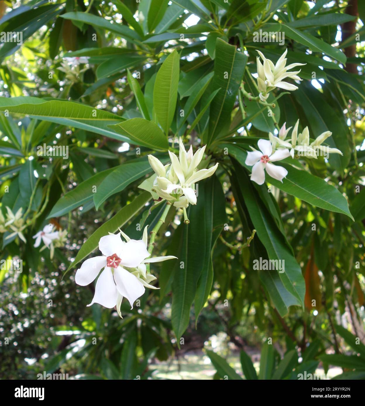 Floraison mangue de mer ou canine (Cerbera manghas), Cooktown Botanic Gardens, Queensland, Australie Banque D'Images