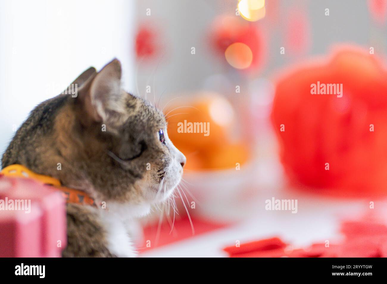 Chat Préparez les célébrations du nouvel an chinois à la maison. Mignon chat domestique shorthair mettant pendentif traditionnel à la lunaire chinoise Banque D'Images