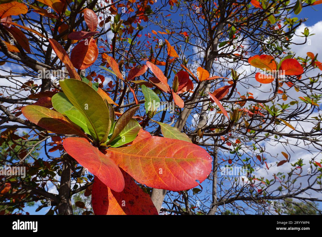 Gros plan des feuilles rouges de l'amandier indien (Terminalia catappa) dans l'outback Queensland, Australie Banque D'Images