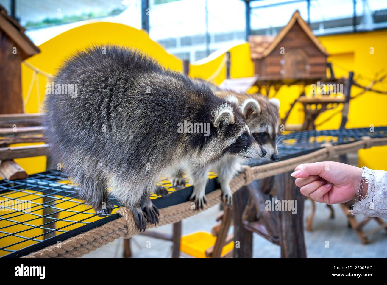 Les ratons laveurs communs sont soignés, caressés et nourris par des mains humaines dans les zoos. Les ratons laveurs sont un mammifère indigène de l'Amérique du Nord. C'est la plus grande espèce Banque D'Images