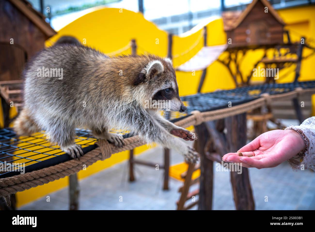 Les ratons laveurs communs sont soignés, caressés et nourris par des mains humaines dans les zoos. Les ratons laveurs sont un mammifère indigène de l'Amérique du Nord. C'est la plus grande espèce Banque D'Images