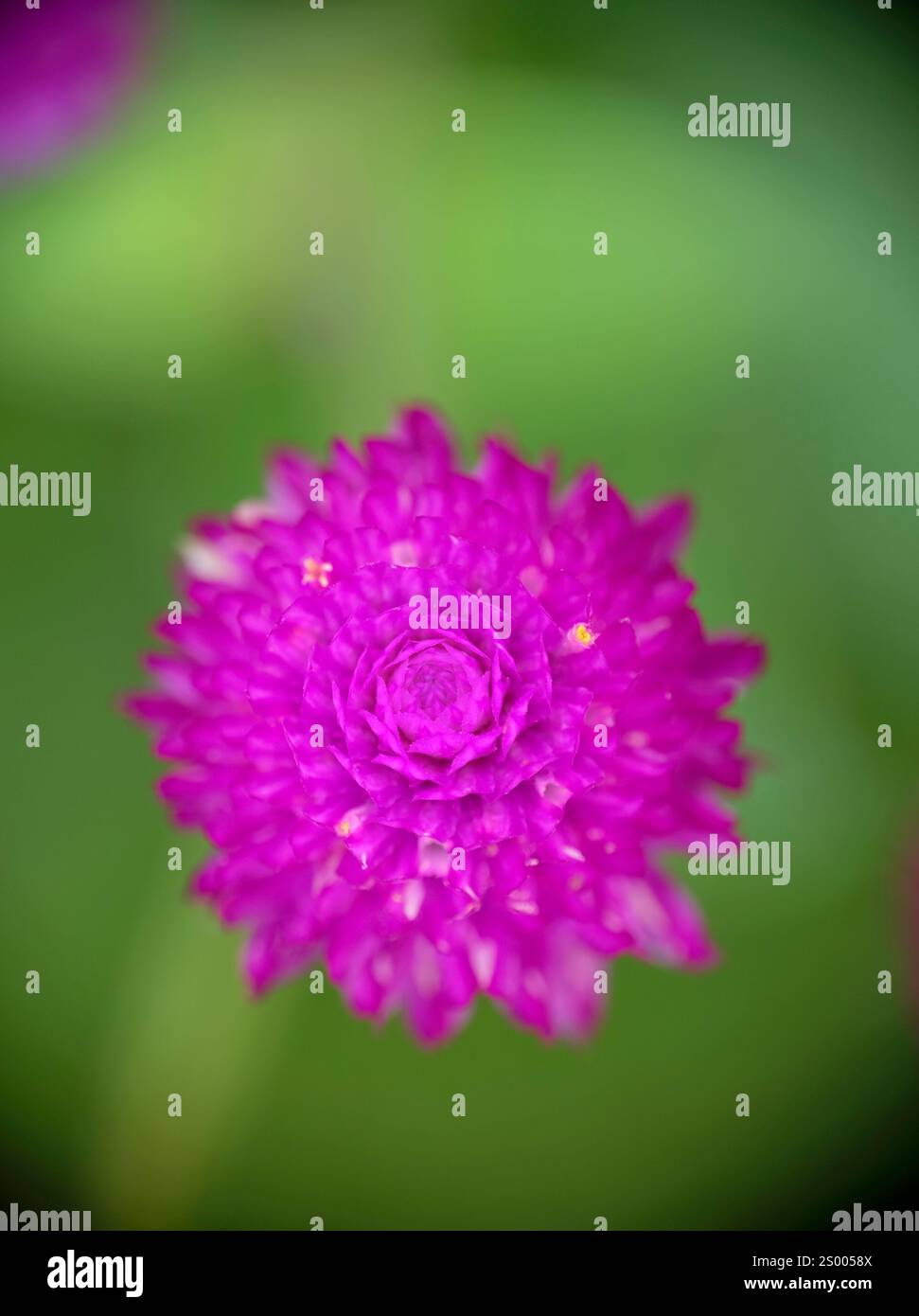Gros plan de la fleur d'amarante rose globe (Gomphrena globosa). Banque D'Images