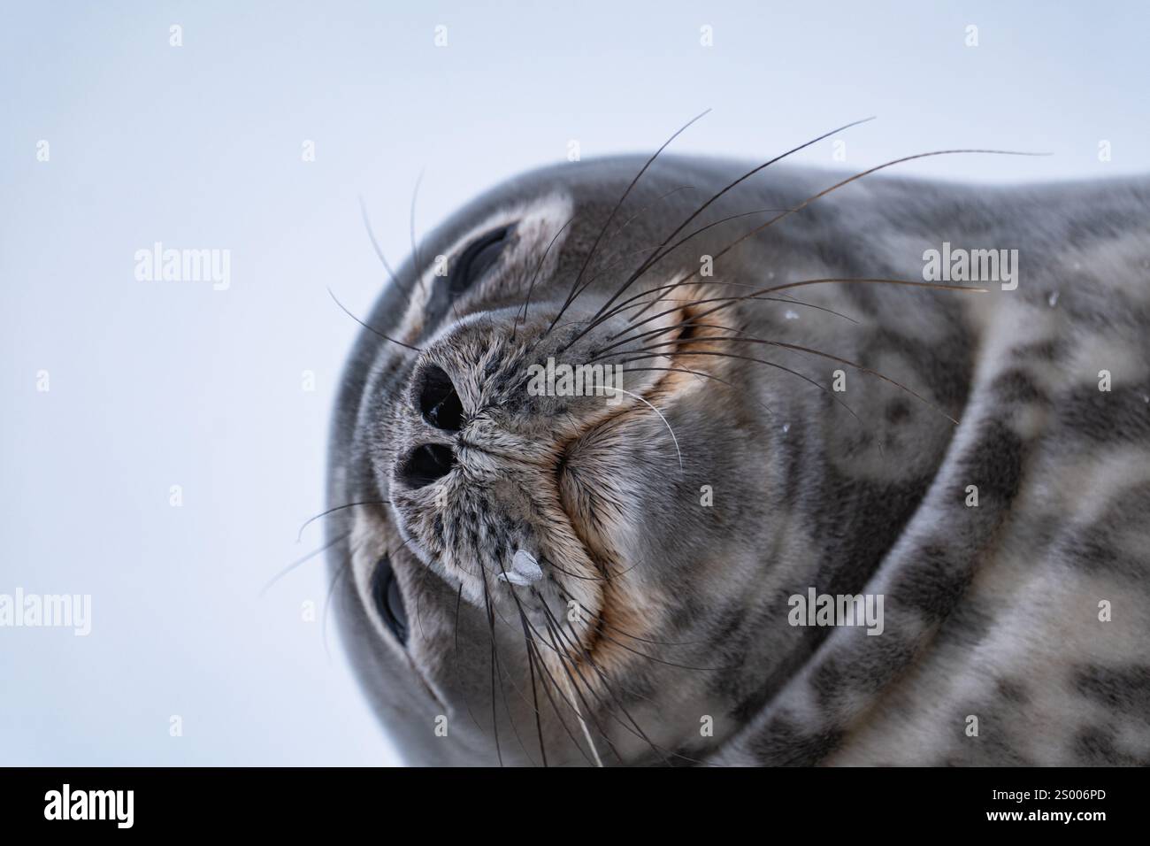 Phoque de Weddell (Leptonychotes weddellii) en Antarctique. Pôle Sud Banque D'Images