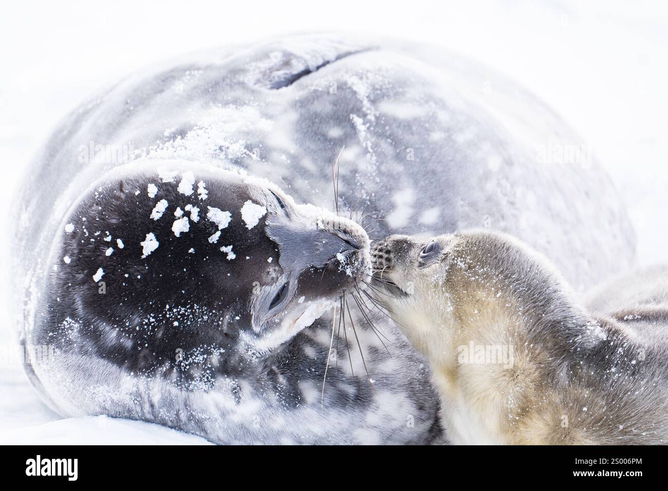 Weddell Seal chiot, nouveau-né Weddell Seal, Antarctique (Leptonychote Banque D'Images