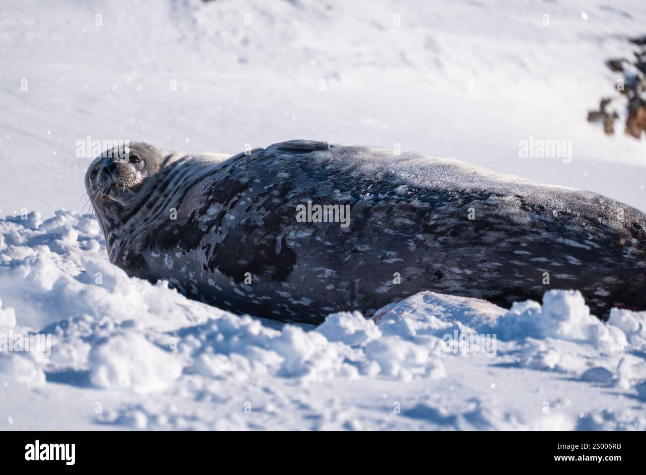 Phoque de Weddell (Leptonychotes weddellii) en Antarctique. Pôle Sud Banque D'Images