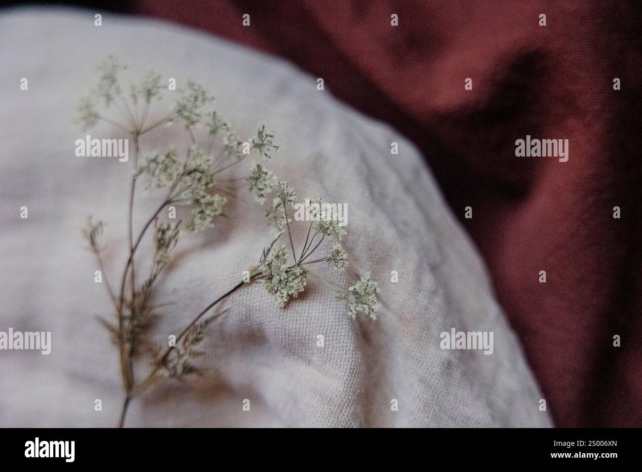 Fleurs sauvages séchées sur fond de lin Banque D'Images