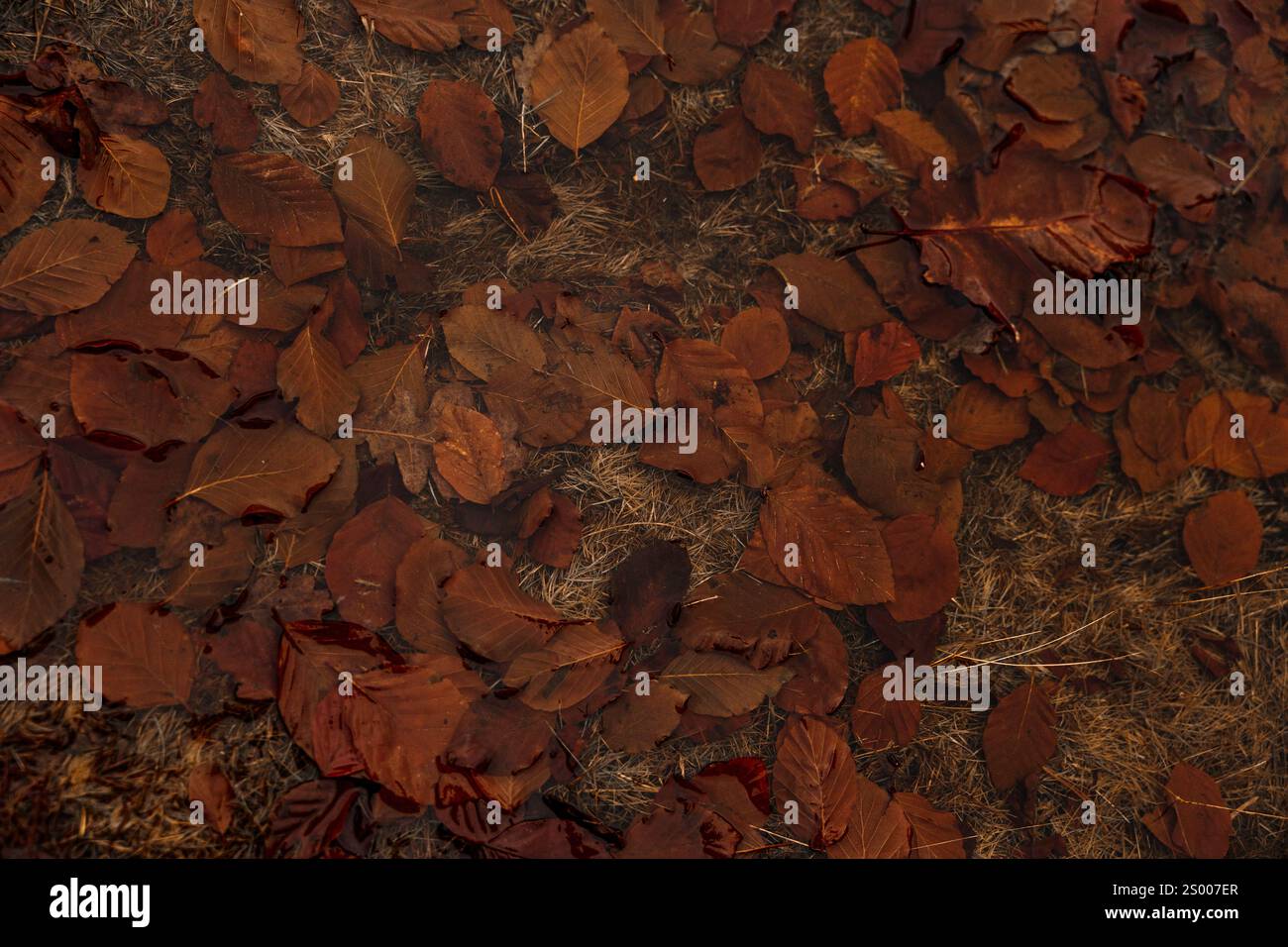 Foilage de feuilles dans une flaque d'eau Banque D'Images