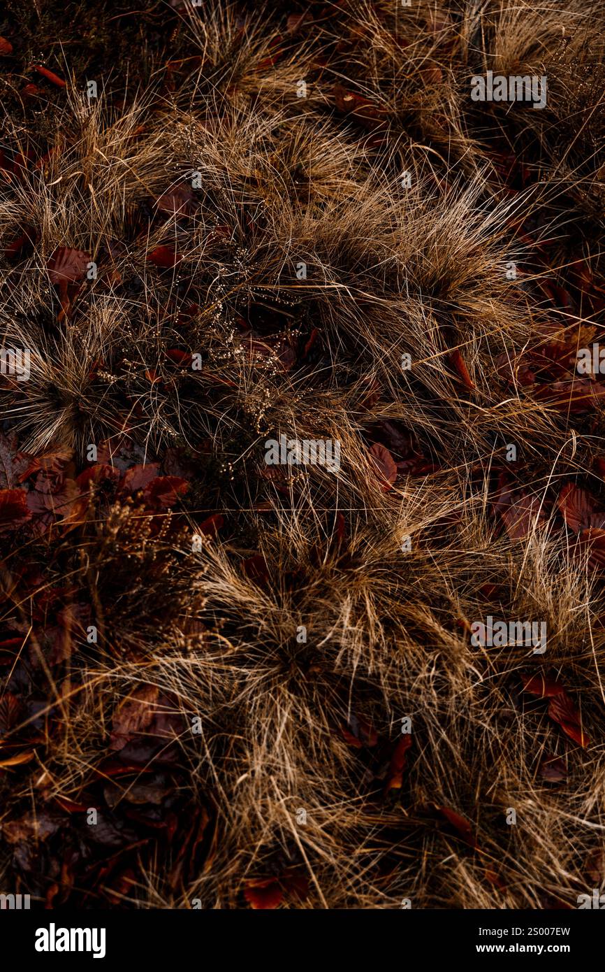 Foilage et herbe d'hiver dans l'ancienne forêt Banque D'Images