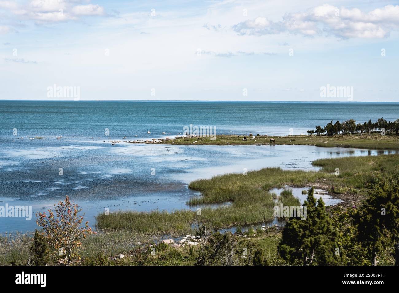 Paysage avec mer et faune Banque D'Images