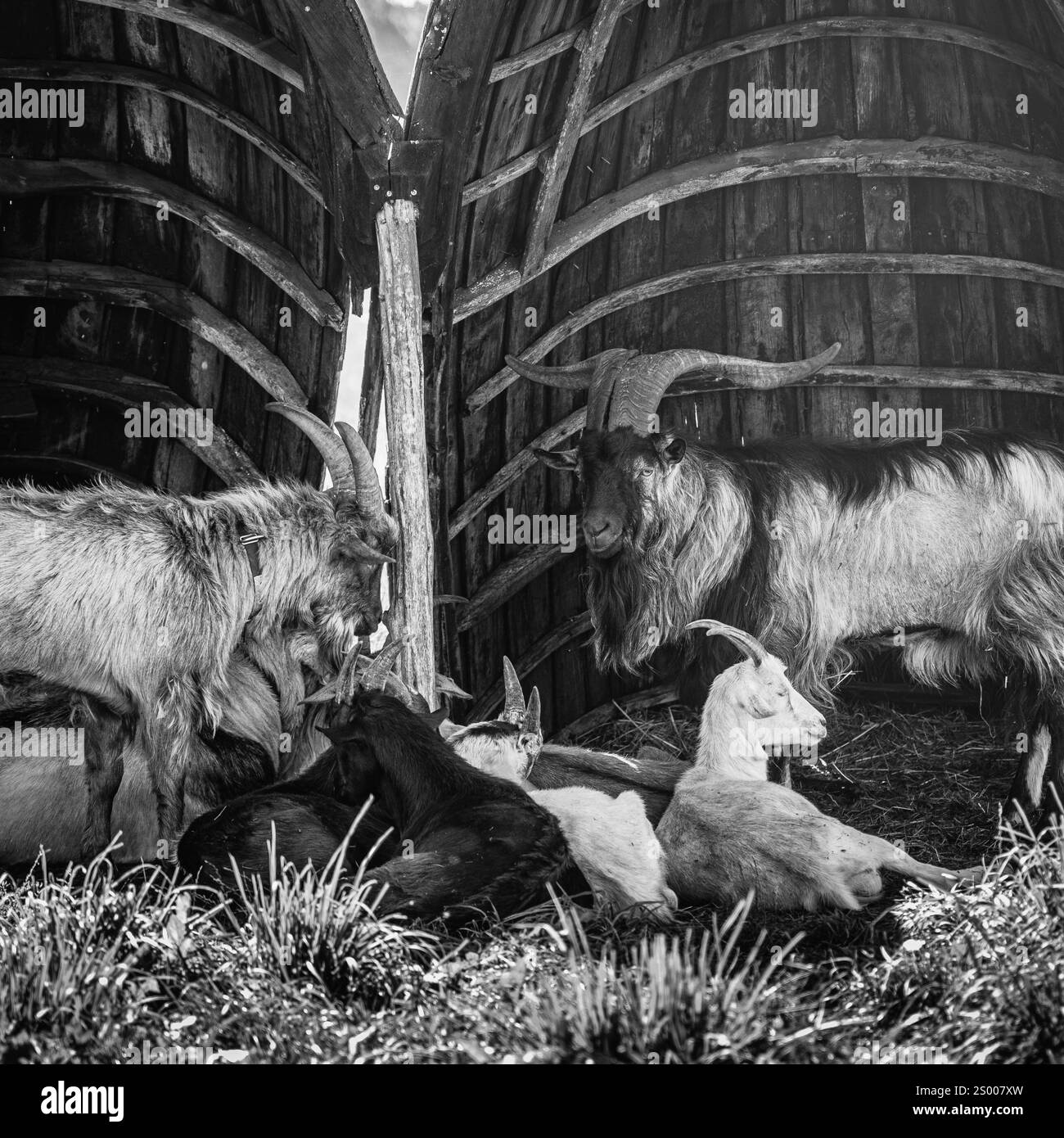 Les chèvres avec de grandes cornes reposent à l'ombre. Banque D'Images
