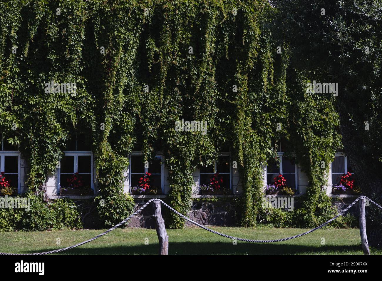 Un bâtiment en brique avec des vignes envahies et du lierre. Banque D'Images