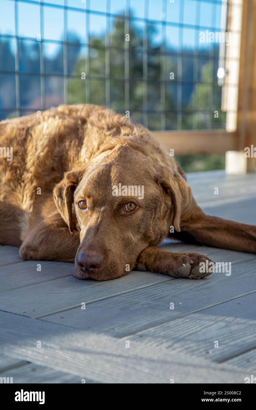 Chien brun allongé sur une terrasse en bois, regardant au loin Banque D'Images Chien brun allongé sur une terrasse en bois, regardant au loin Banque D'Images