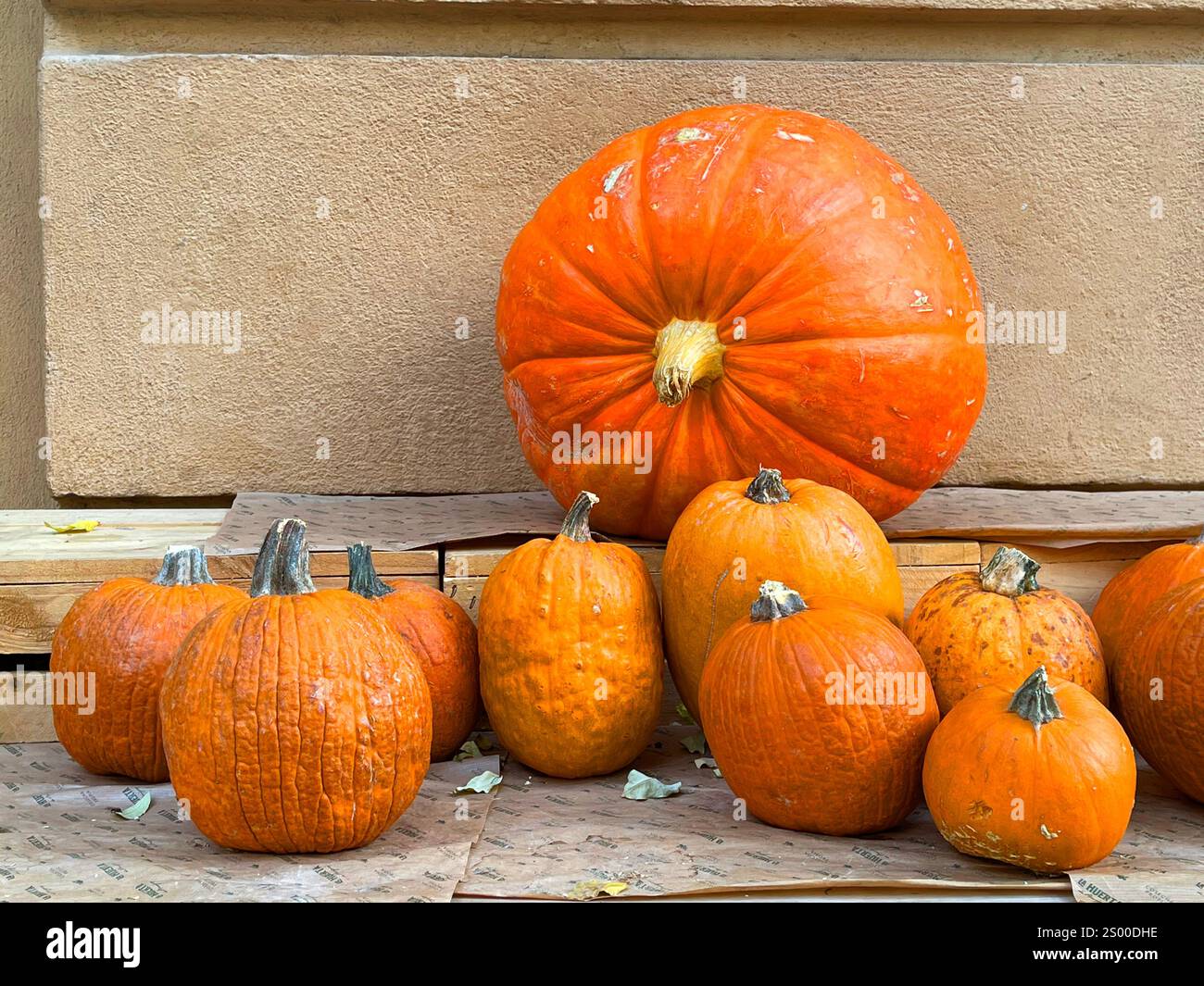 Citrouilles. - Image de stock capturée avec un smartphone