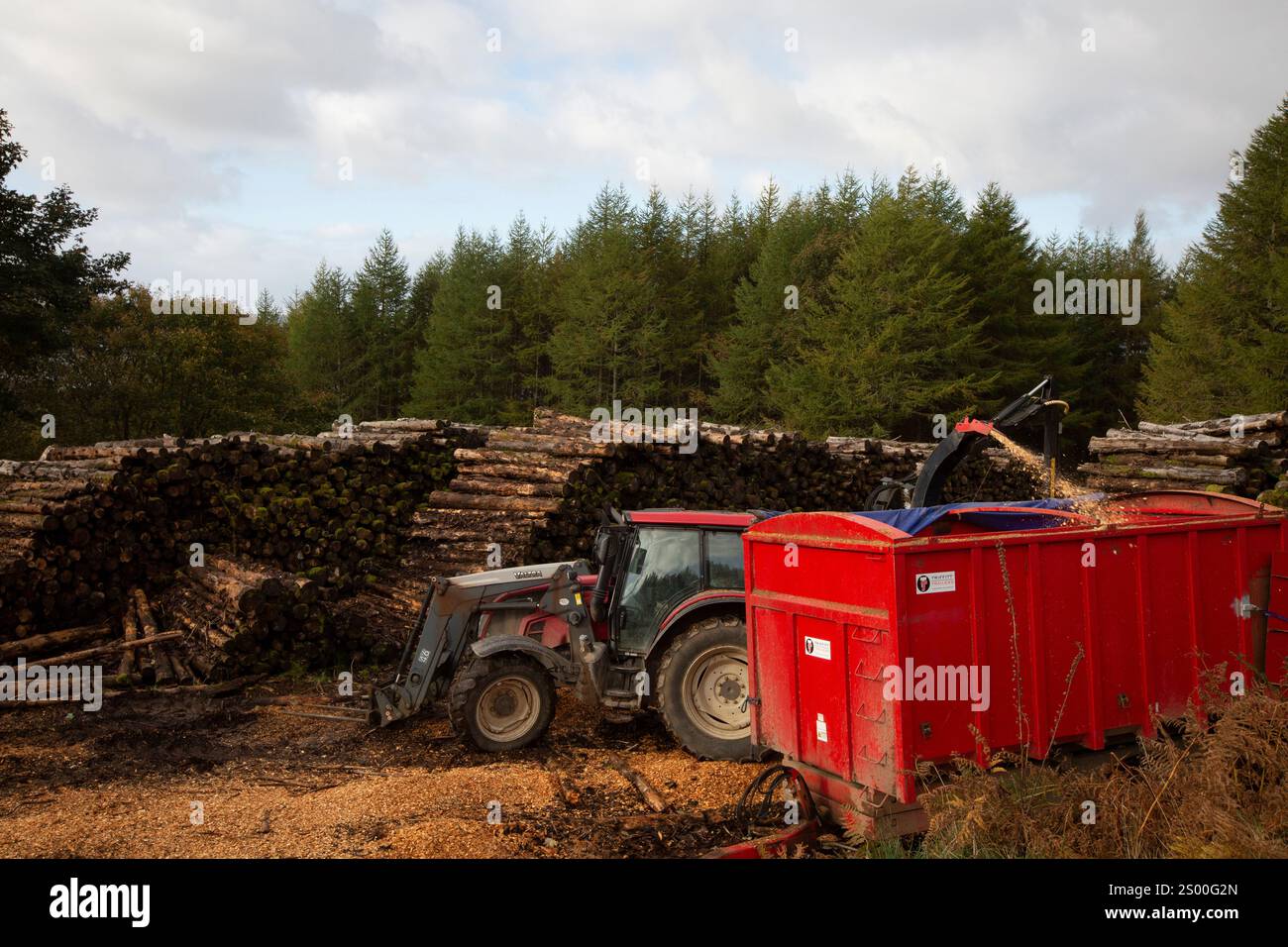 Déchiquetage du bois abattu (récolté de manière durable) en copeaux de bois, pour alimenter les chaudières (8 tonnes par semaine sont nécessaires), à la distillerie de whisky single malt NC’nean, à Drimnin, sur la péninsule de Morvern, en Écosse, le 20 octobre 2021. Banque D'Images