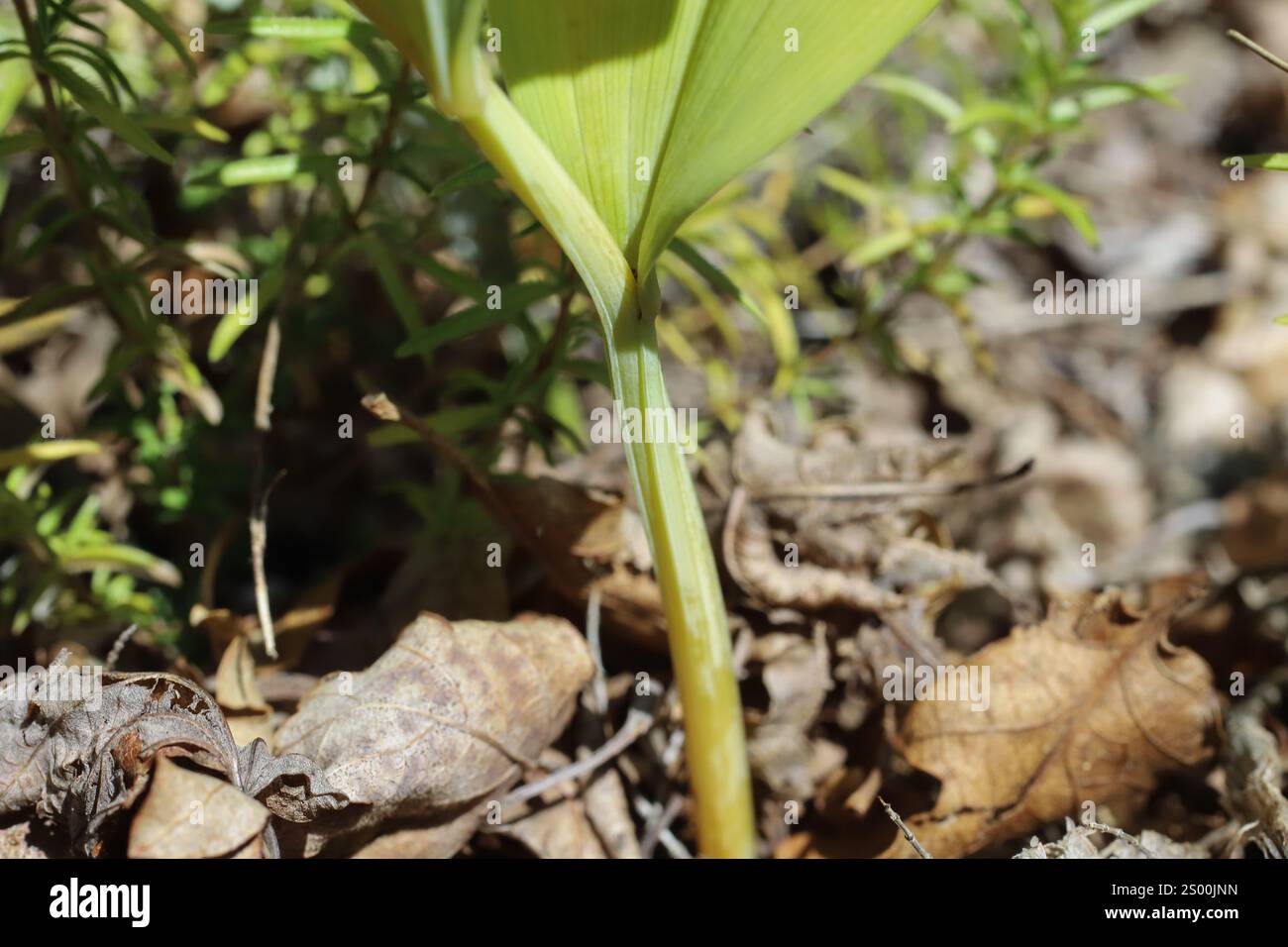 Polygonatum odoratum, Sceau de Salomon parfumé, Sceau de Salomon angulaire, Asparagacées. Plante sauvage tirée en été. Banque D'Images