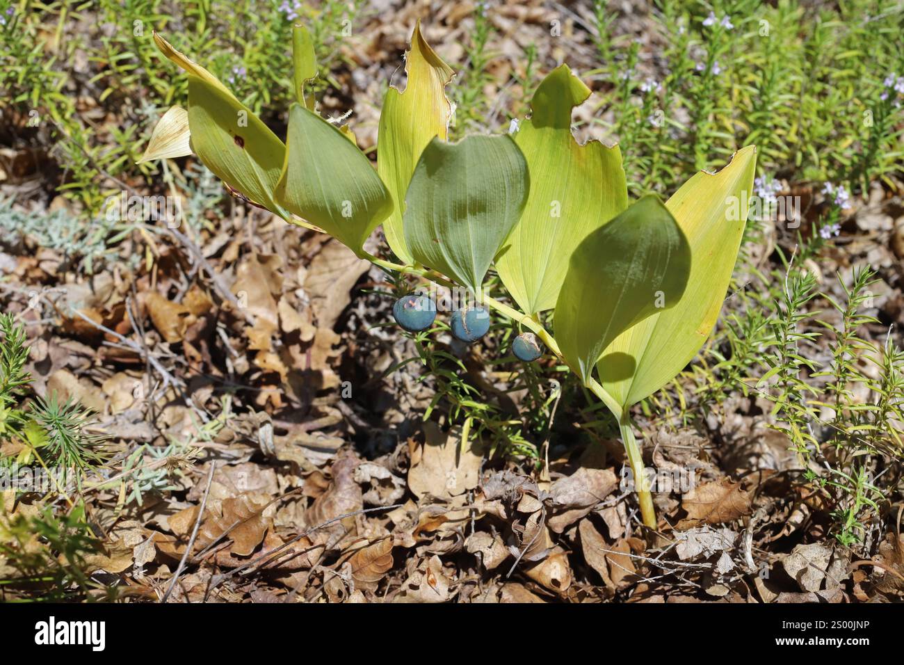 Polygonatum odoratum, Sceau de Salomon parfumé, Sceau de Salomon angulaire, Asparagacées. Plante sauvage tirée en été. Banque D'Images