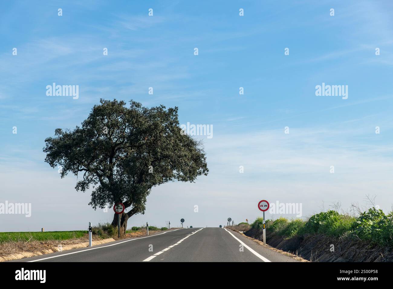 Perspective des conducteurs sur la route dans une zone interdite de passage sur une colline et aucun signe de passage des deux côtés de la route avec un seul arbre sur le côté du paysage rural Banque D'Images