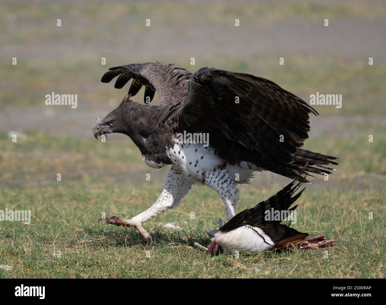 Aigle martial (Polemaetus bellicosus) traînant un tueur le long du sol Banque D'Images