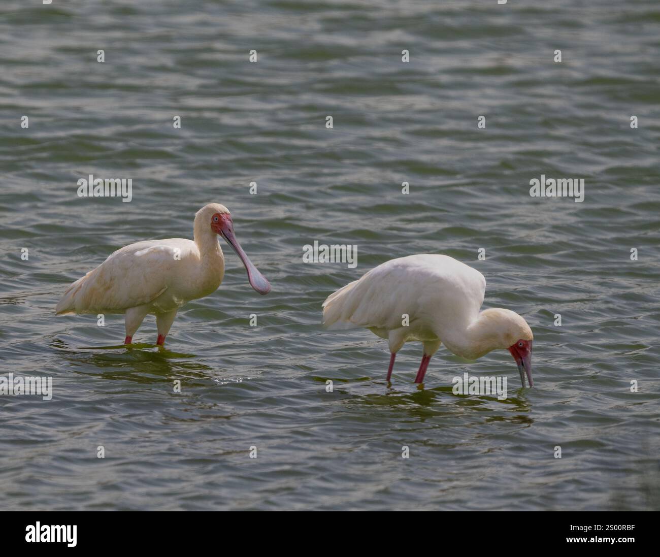 Cuillères africaines (Platalea alba) dabbling Banque D'Images