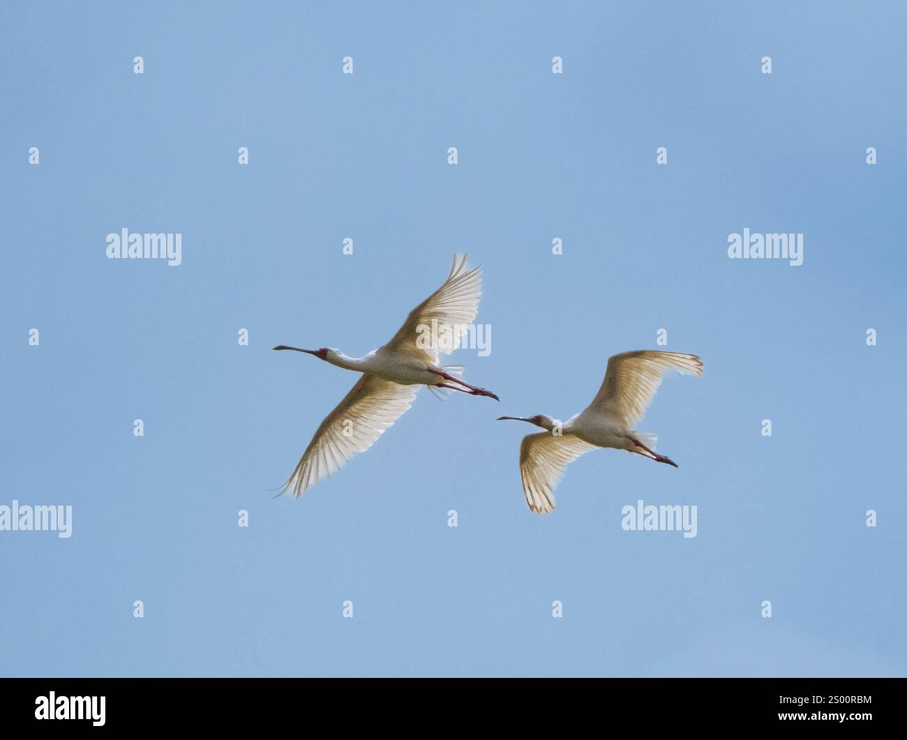 Cuillères africaines (Platalea alba) en vol Banque D'Images
