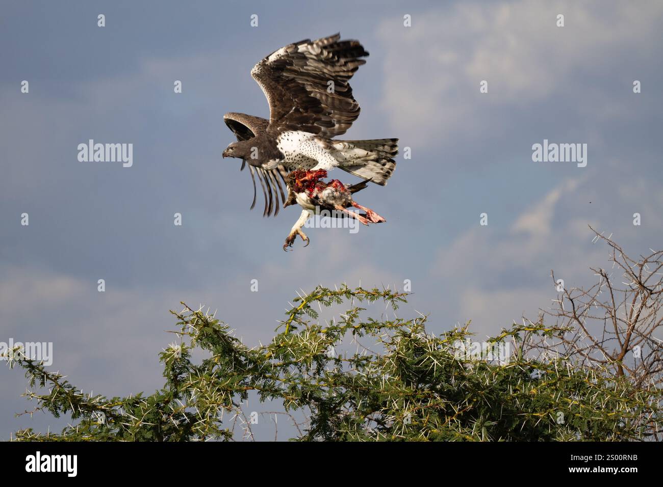 Aigle martial (Polemaetus bellicosus) en vol avec un meurtre récent Banque D'Images