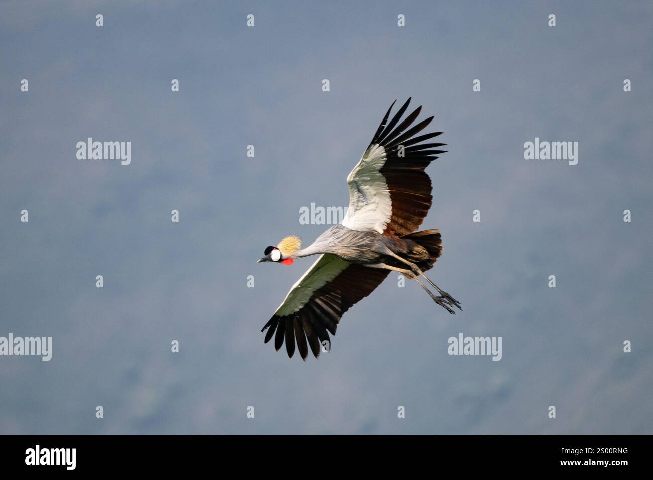 Grue couronnée (Balearica regulorum) en vol Banque D'Images