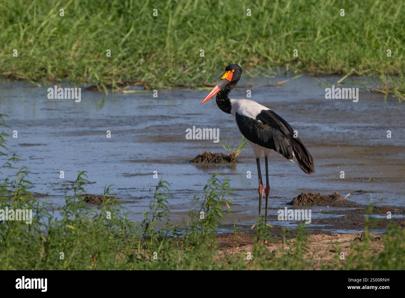 Cigogne à bec de selle (Ephippiorhynchus senegalensis) pataugant dans l'eau Banque D'Images