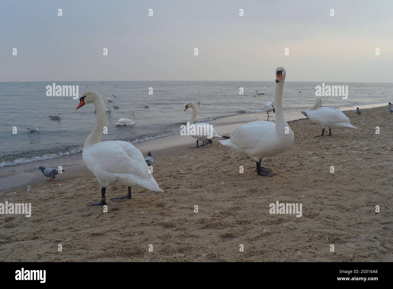 Cygnes sur la plage du bord de mer avant le coucher du soleil en hiver à Sopot, Pologne. Banque D'Images