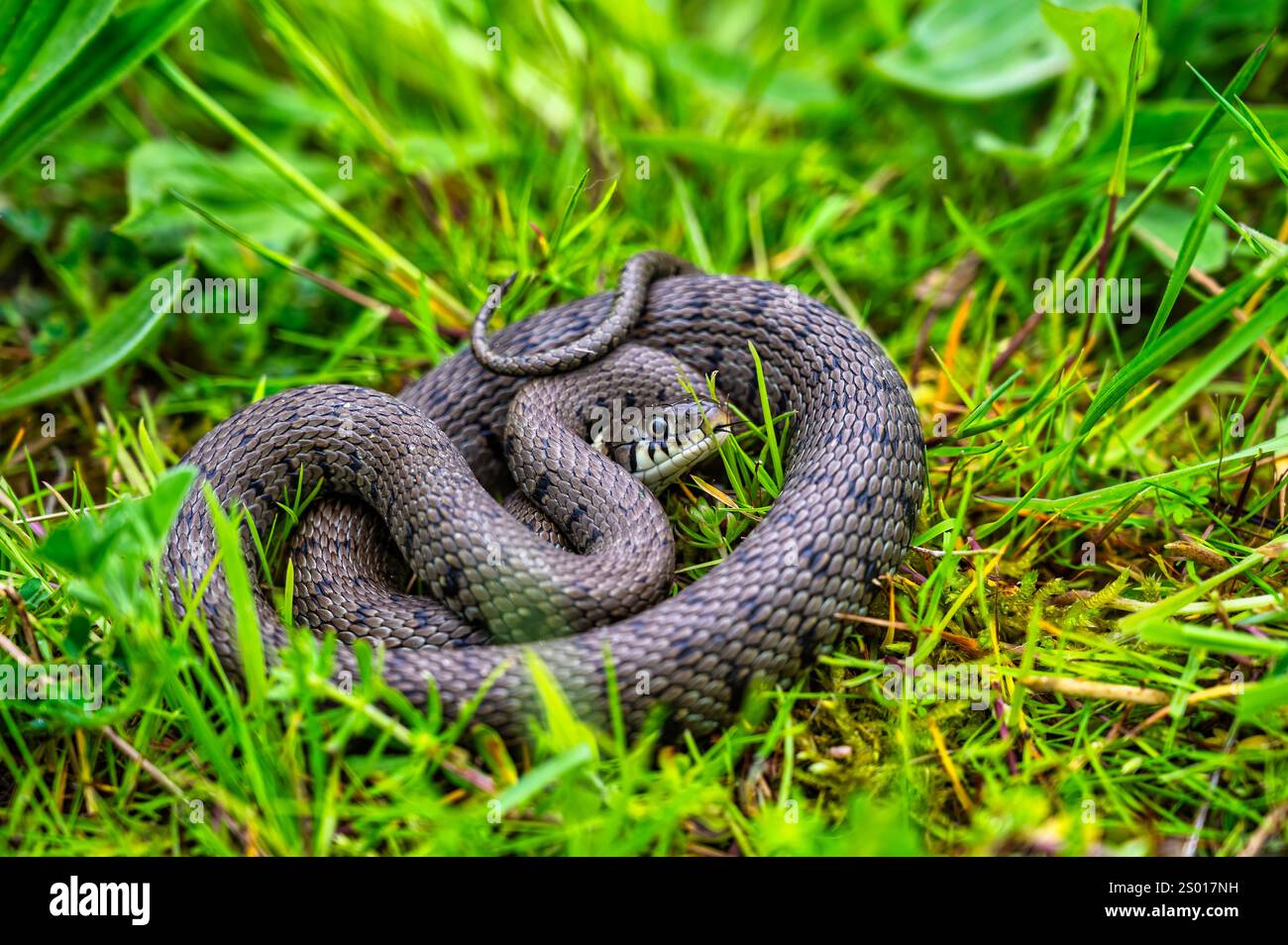 Serpent d'herbe, Cheshire, Royaume-Uni Banque D'Images