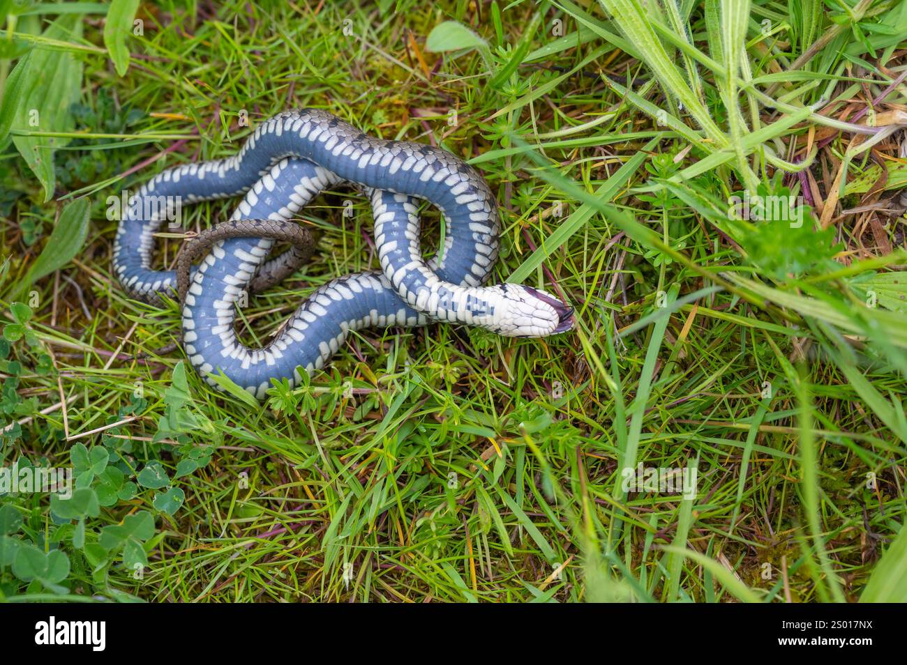 Serpent d'herbe, Cheshire, Royaume-Uni Banque D'Images