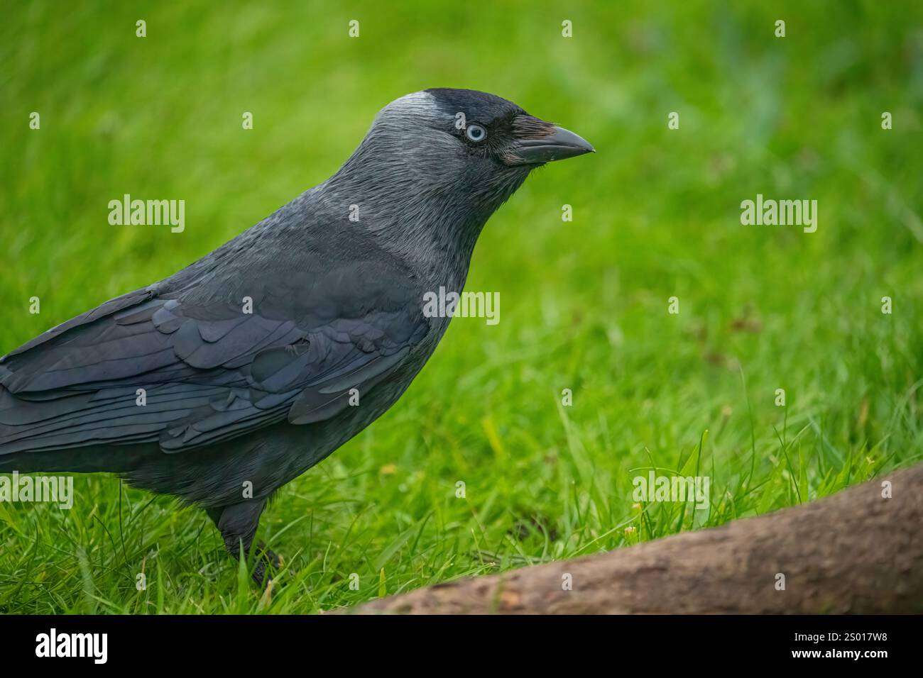 Jackdaw, Royaume-Uni Banque D'Images
