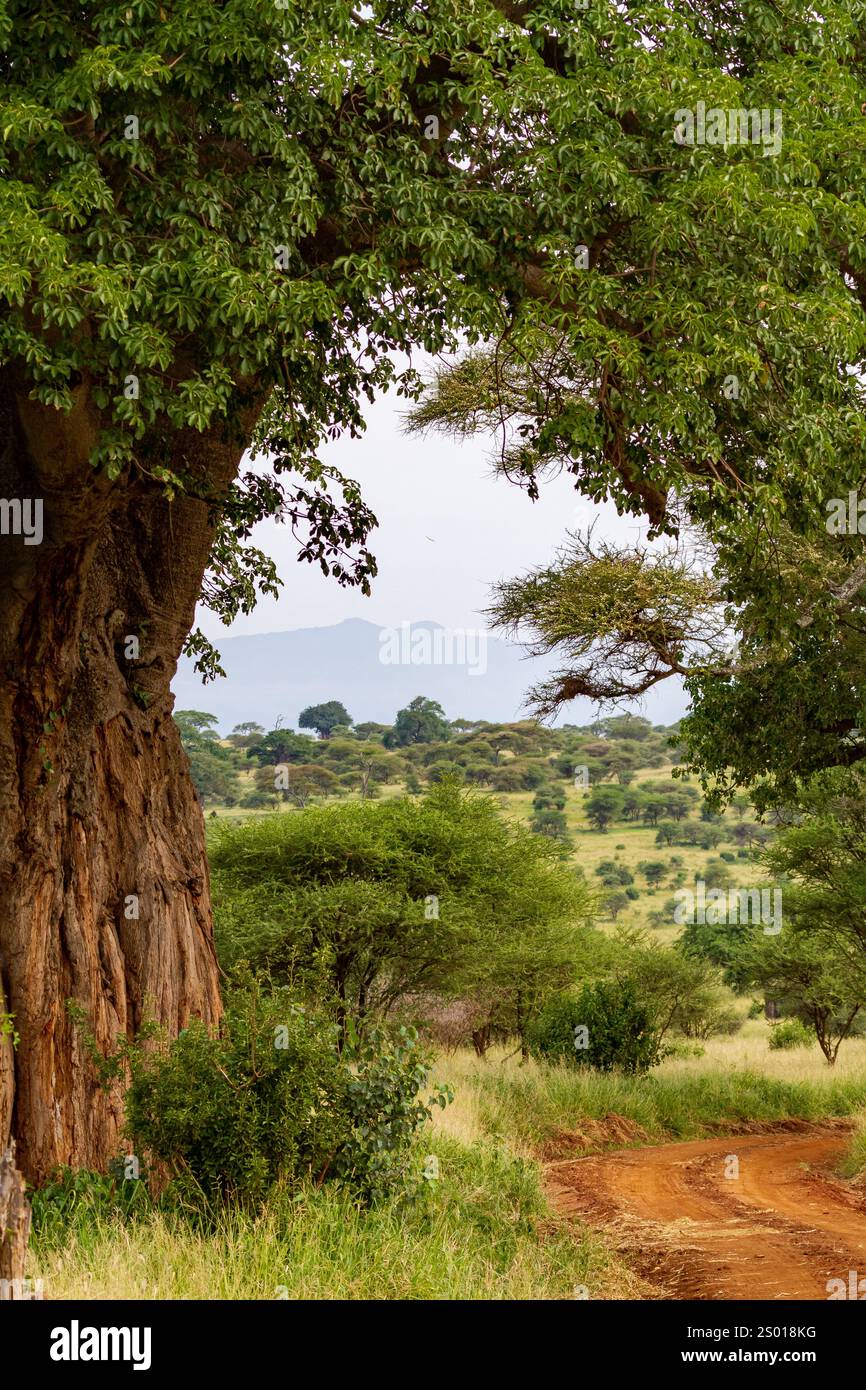 Arch avec Baobab. Tarangire, Tanzanie Banque D'Images