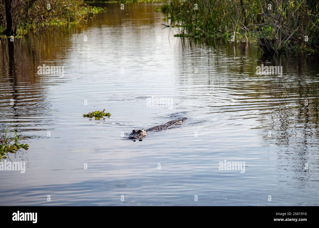 Alligator américain, parc national des Everglades de Floride, États-Unis de Floride Banque D'Images