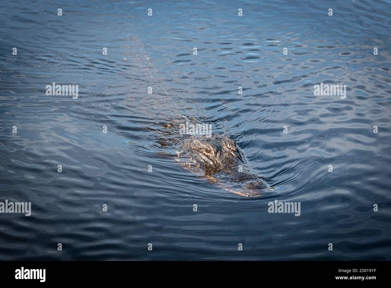 Alligator américain, parc national des Everglades de Floride, États-Unis de Floride Banque D'Images
