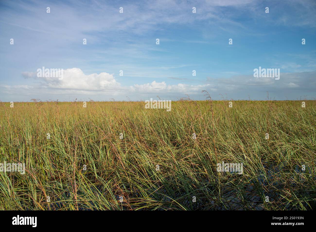 Parc national des Everglades de Floride, Floride États-Unis Banque D'Images