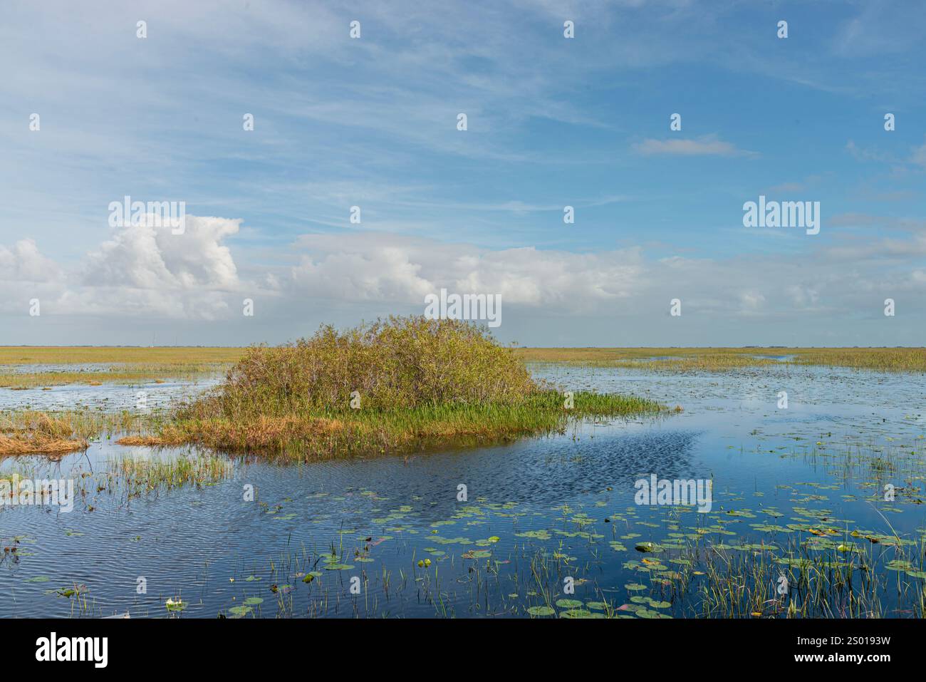 Site de nidification des alligators, parc national des Everglades, Floride, États-Unis Banque D'Images