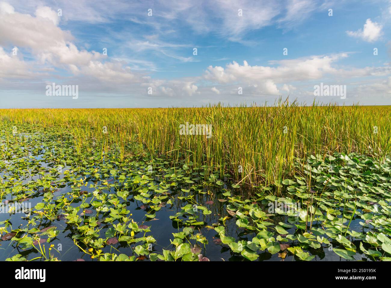 Parc national des Everglades de Floride, Floride États-Unis Banque D'Images