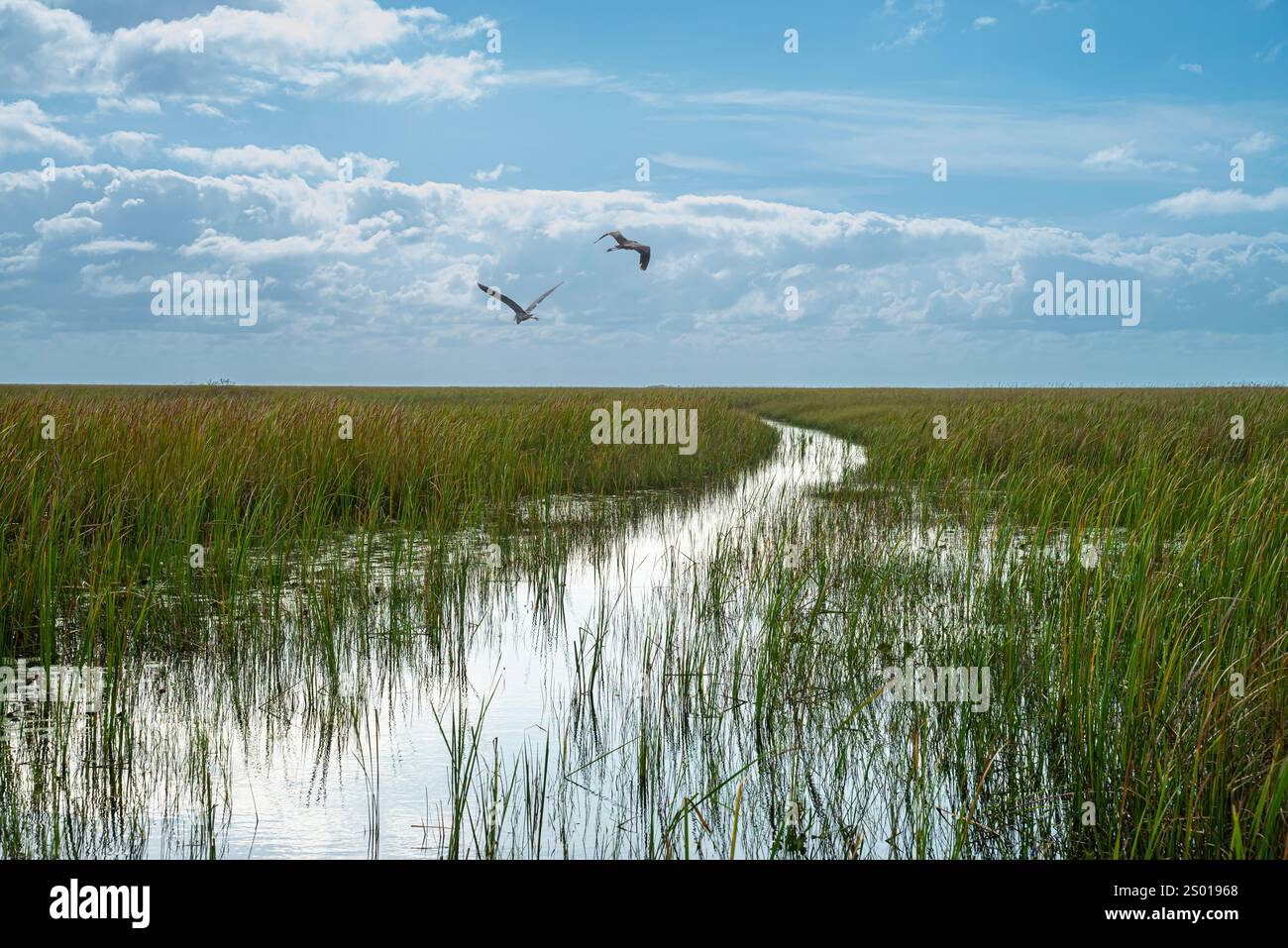 Heron volant au-dessus de sawgrass dans le parc national des Everglades, Floride, États-Unis Banque D'Images