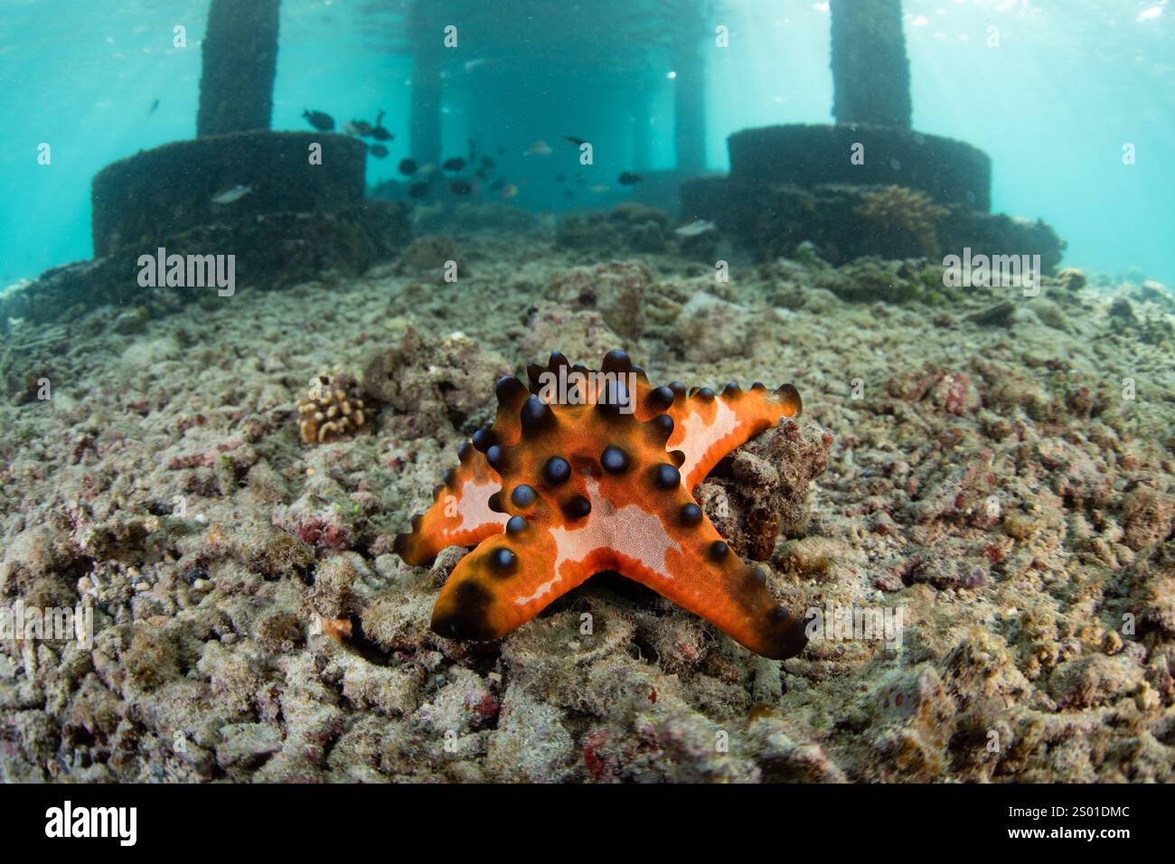 Une étoile de mer aux pépites de chocolat s'accroche au fond marin de l'île de Bangka, au nord de Sulawesi, en Indonésie. Cette belle région fait partie du Triangle de corail. Banque D'Images