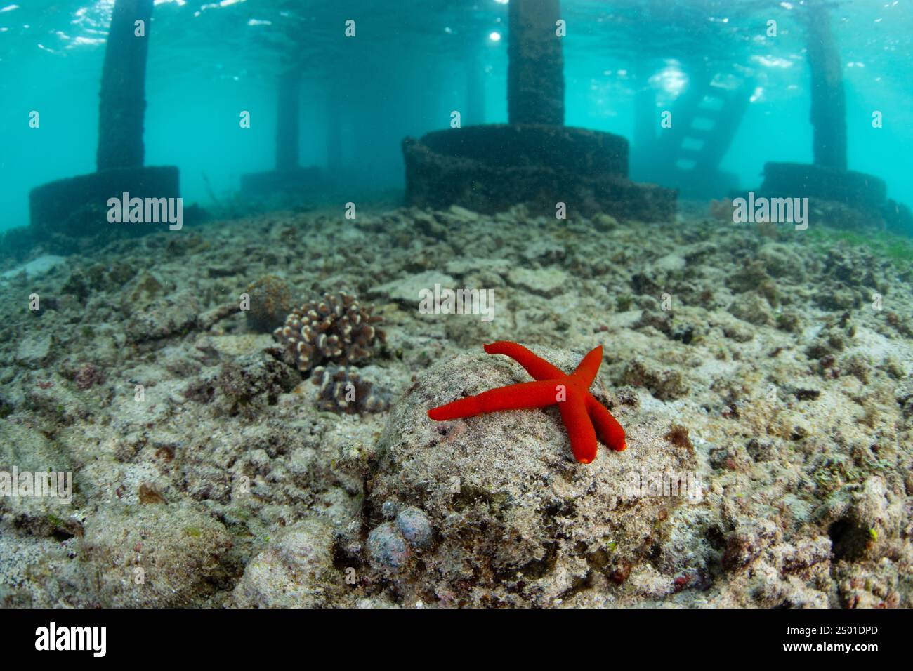 Une étoile de mer colorée s'accroche au fond marin peu profond de l'île de Bangka, au nord de Sulawesi, Indonésie. Cette région pittoresque fait partie du Triangle de corail. Banque D'Images