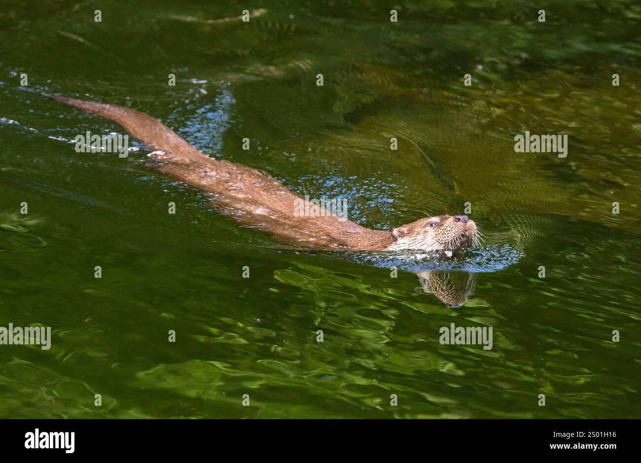 Loutre eurasienne (Lutra lutra) nageant dans un étang, Alsace, France Banque D'Images