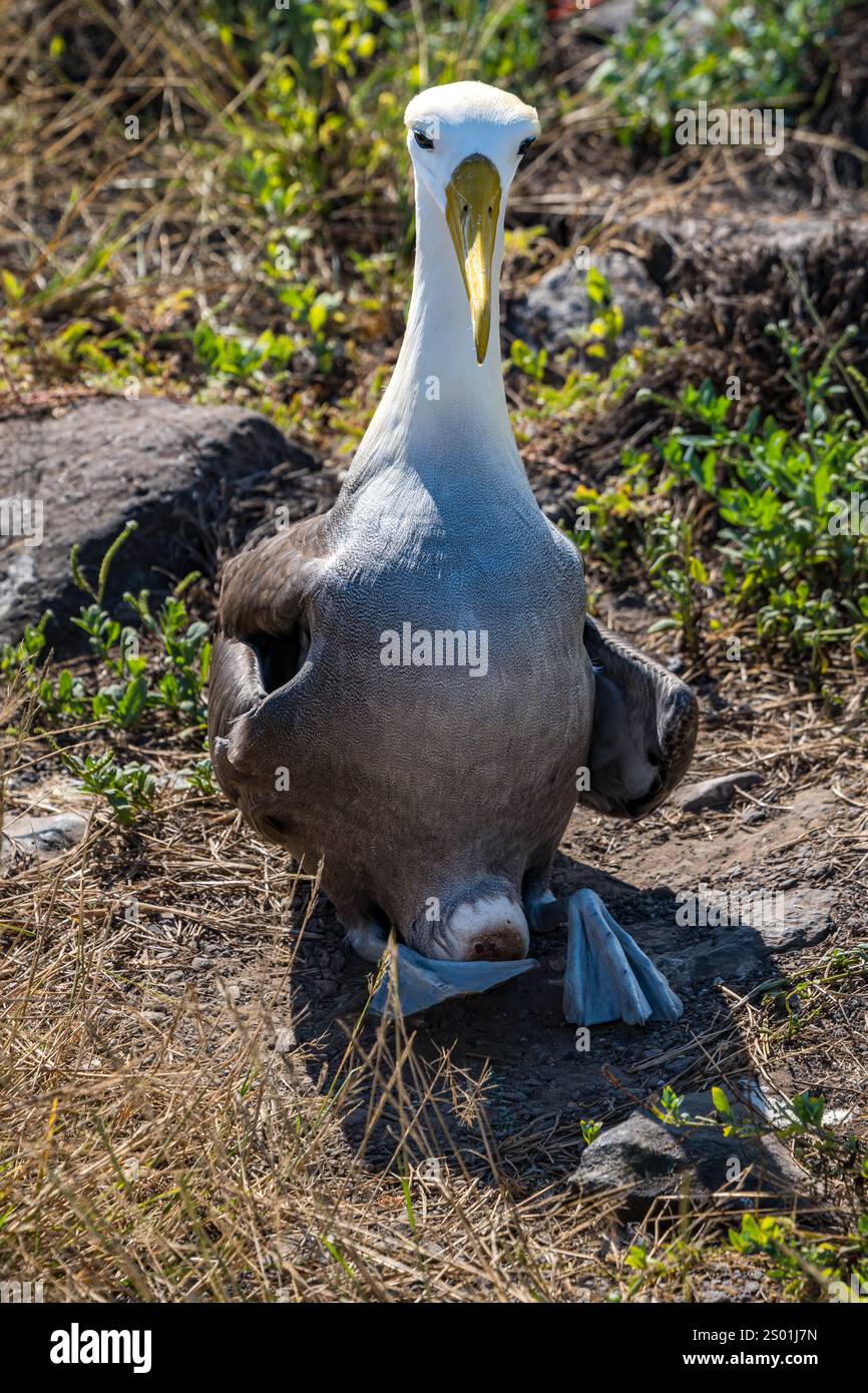 Albatros ondulés (Phoebastria irrorata) assis sur un oeuf, Punta Suarez, Île d'Espanola, Galapagos Banque D'Images