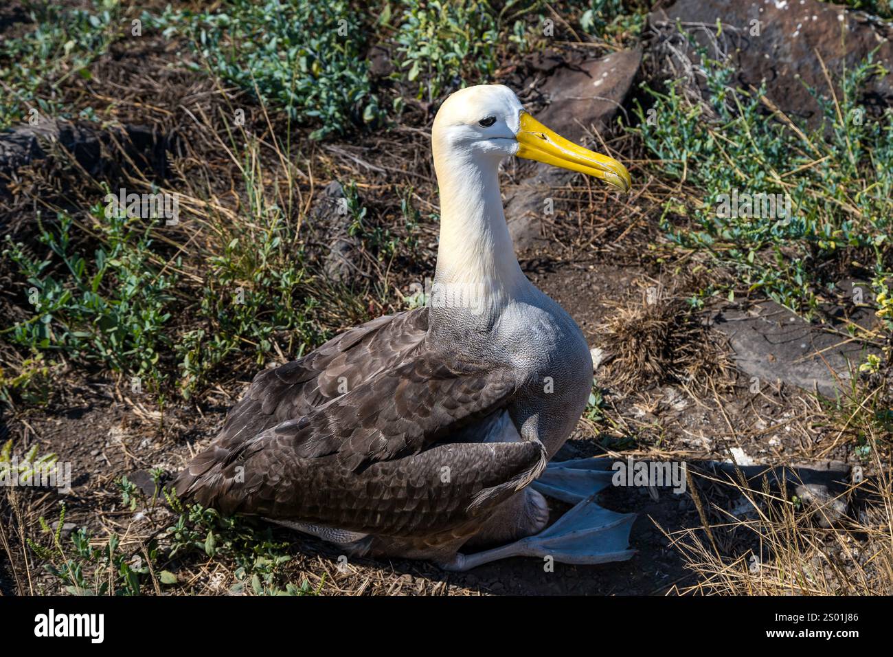 Albatros ondulés (Phoebastria irrorata) assis sur un oeuf, Punta Suarez, Île d'Espanola, Galapagos Banque D'Images