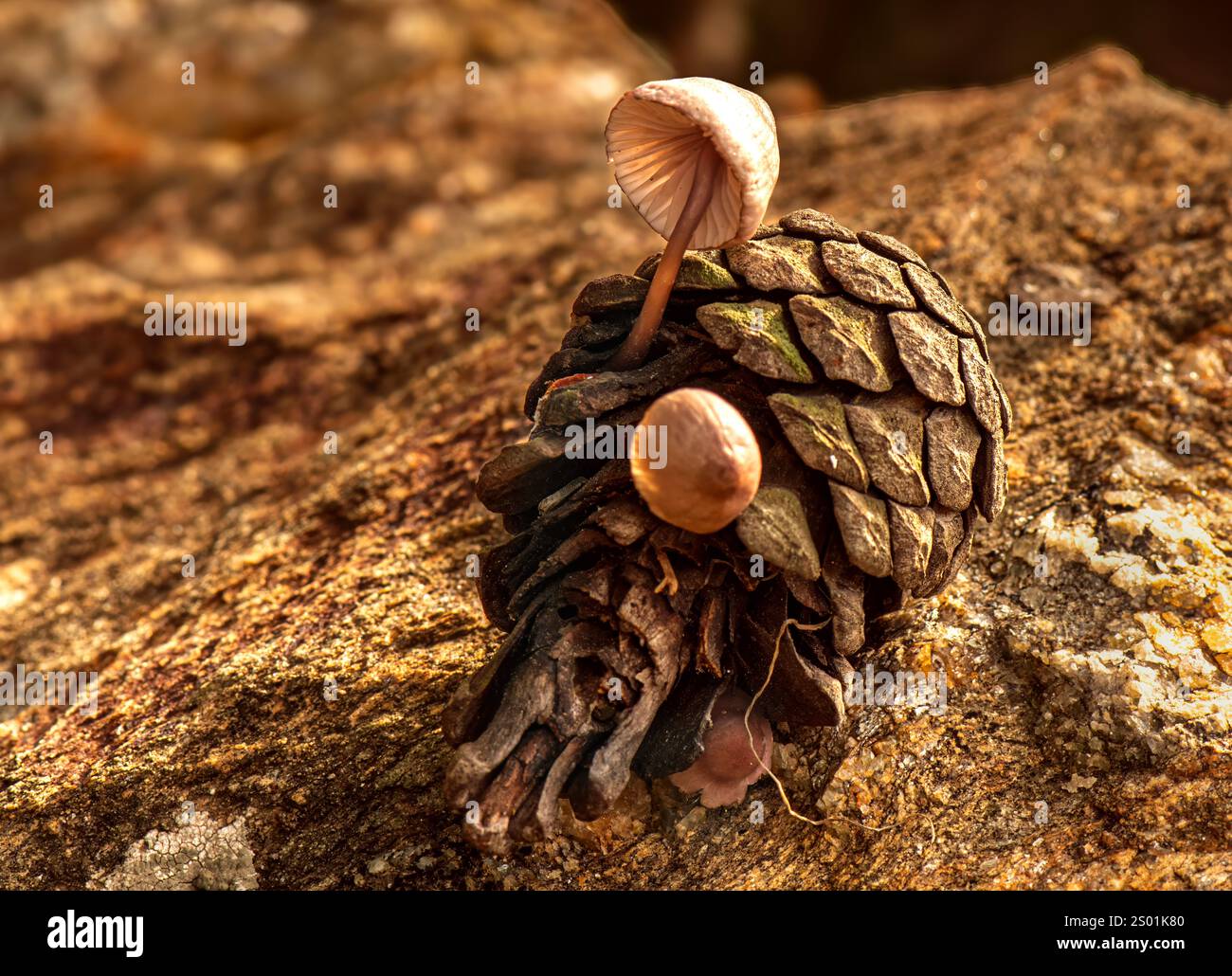Champignon qui pousse à l'intérieur des pommes de pin qui tombent au sol après la pluie Banque D'Images